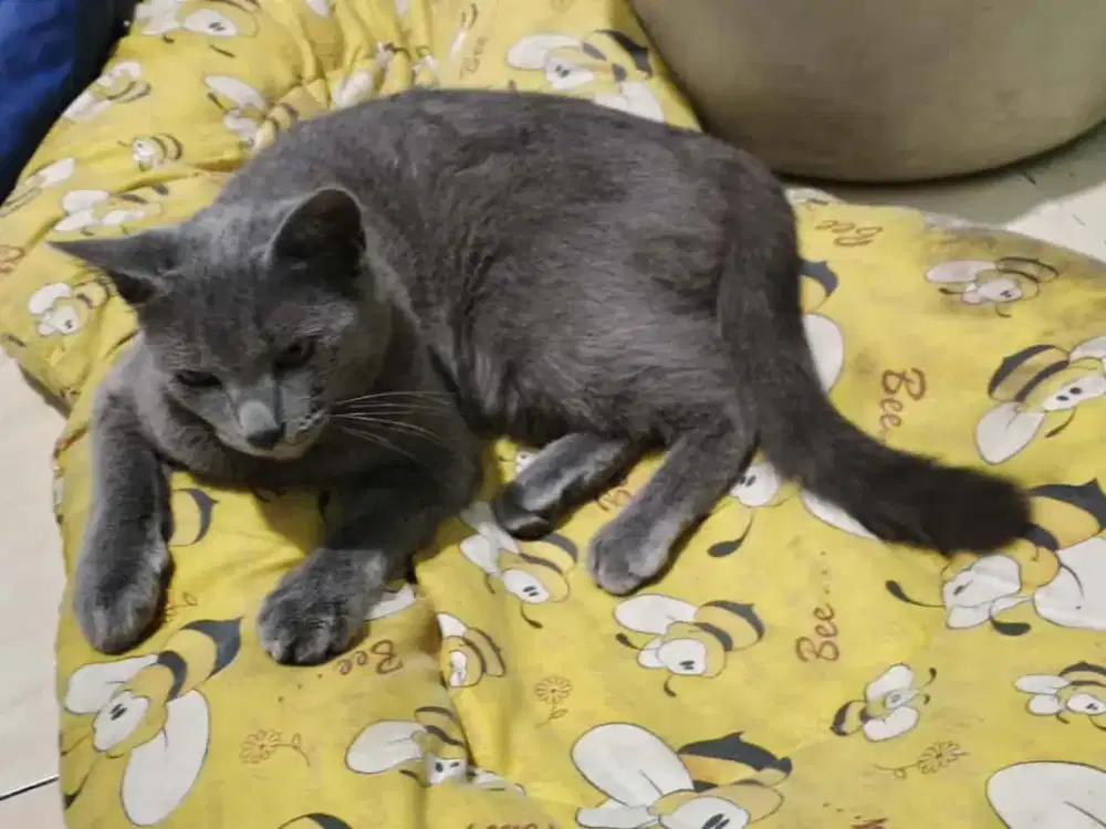 Kucing bsh mix betina