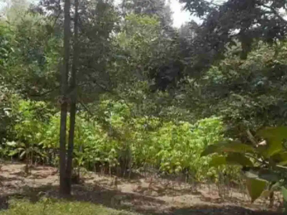 Kebun 1 Hektar durian 70 pohon & 50 manggis