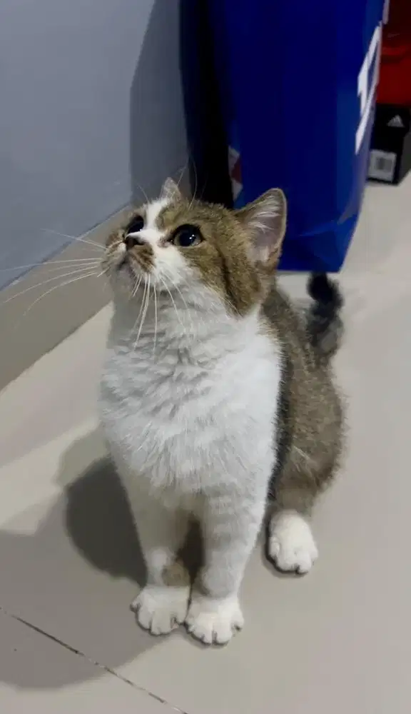 Kucing British Short Hair Golden Bi Color Betina Non Ped