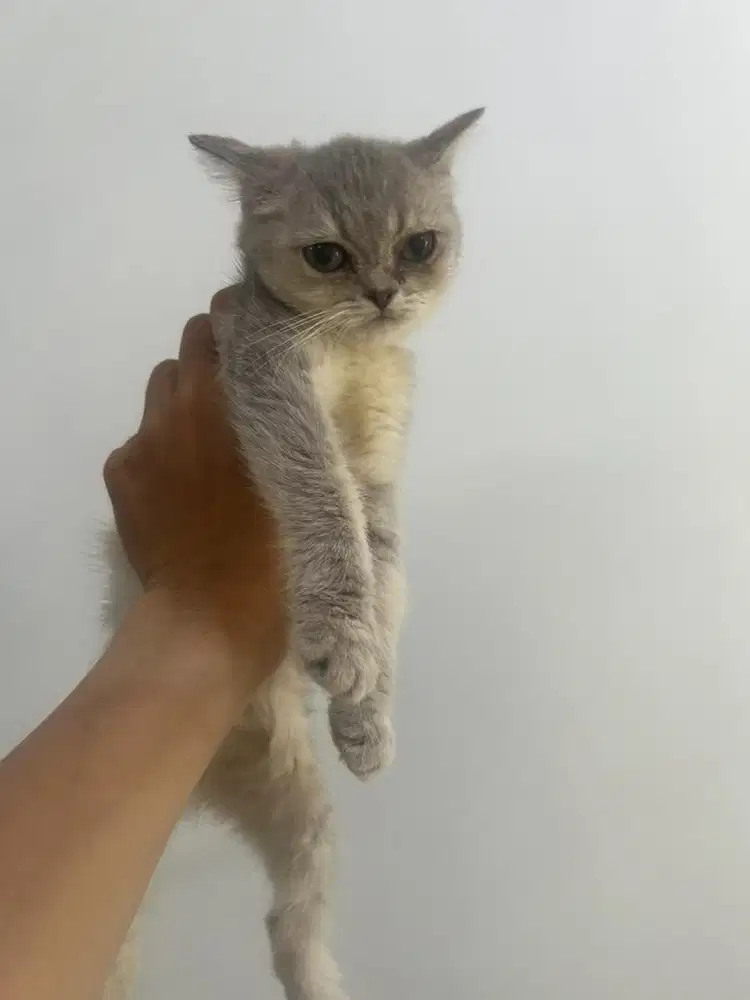 Kucing British Short Hair Silver  Betina Non Ped