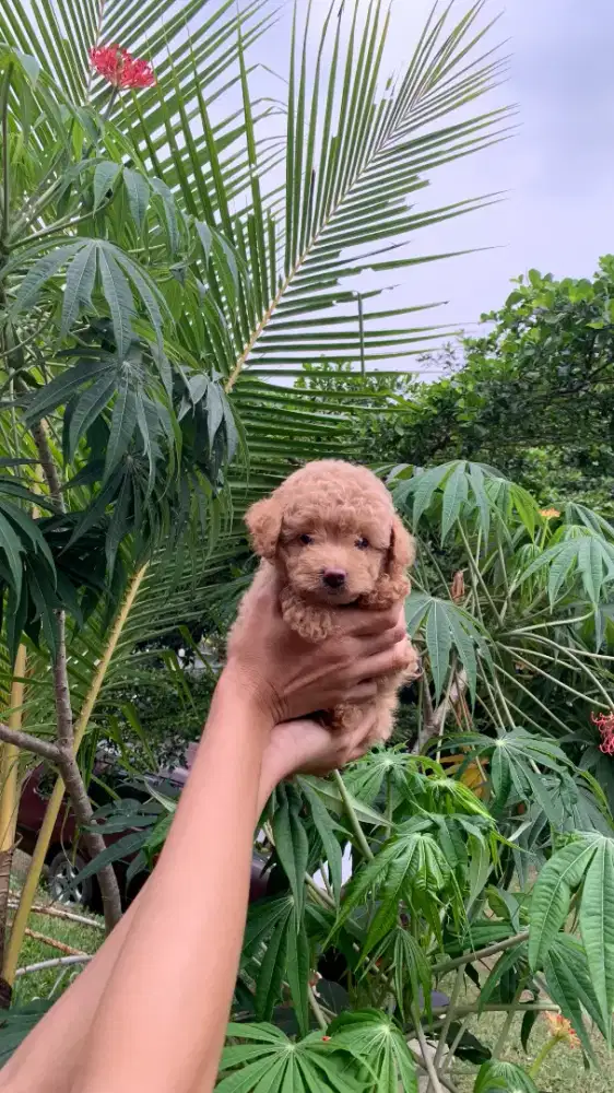 Apricot & Super Red Toy Poodle ( Male & Femal)