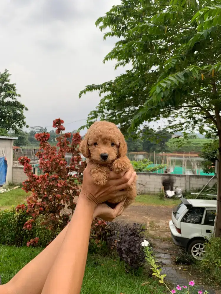 Red Gosong Toy Poodle & Apricot Toy Poodle ( Male & Female )