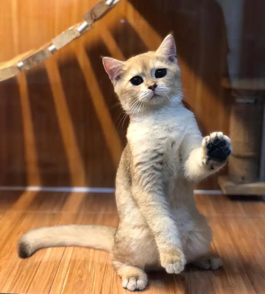 Kucing british shorthair golden ny12