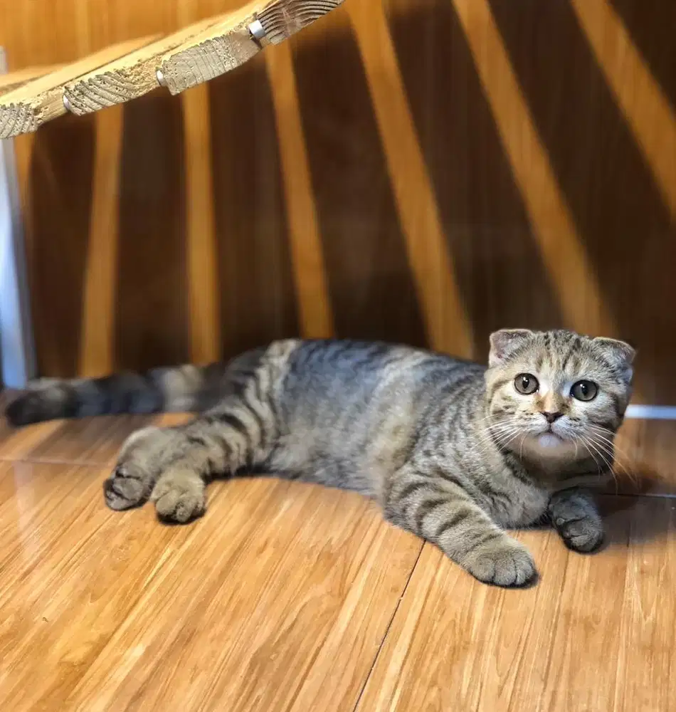 Kucing scottish fold