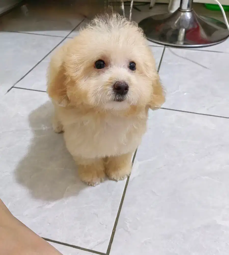 Poodle tiny Female