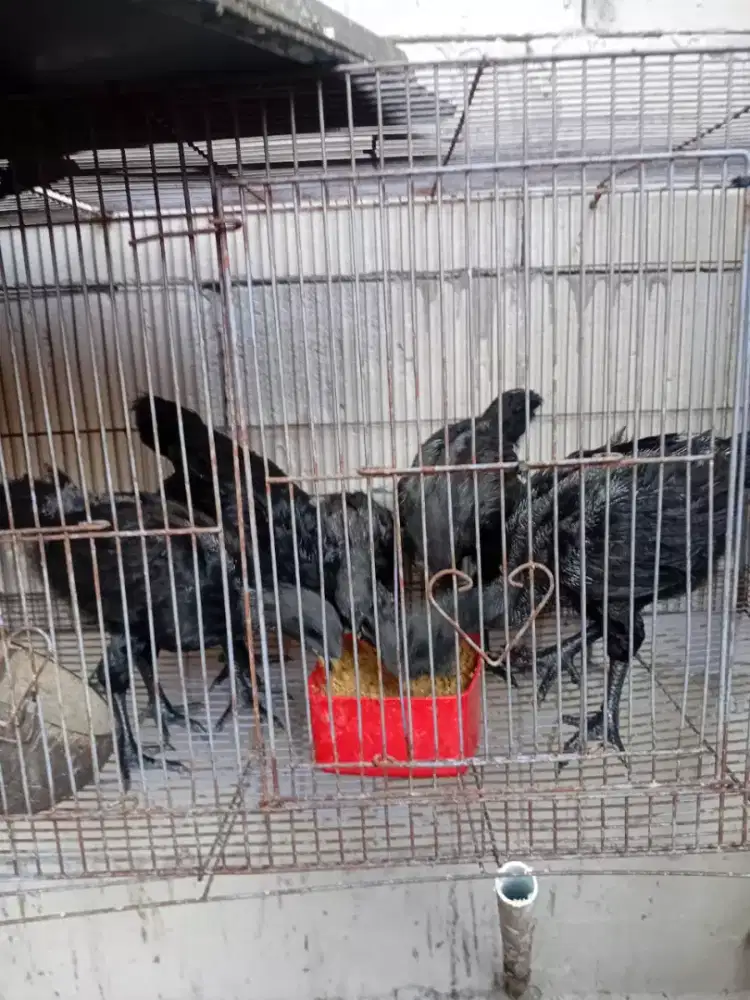 Di jual ayam Cemani