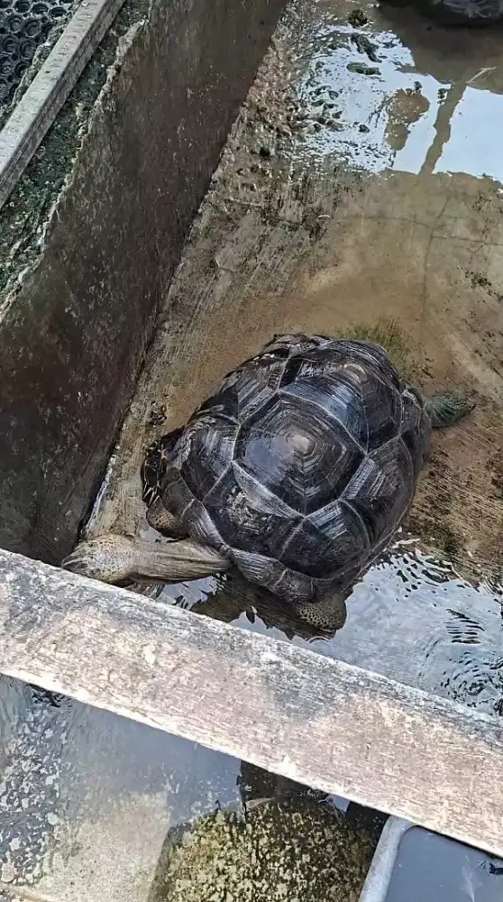 KURA KURA KESAYANGAN ALDABRA
