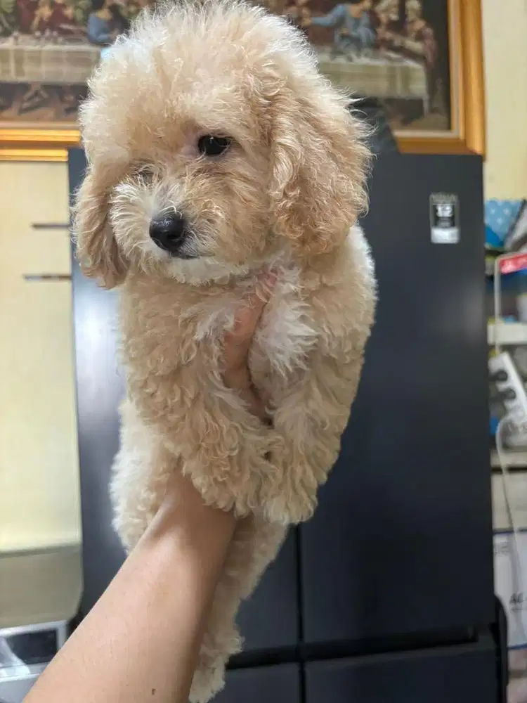 baby poodle betina jantan sepasang
