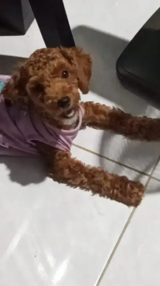 Anjing ras poodle betina umur 5 bulan