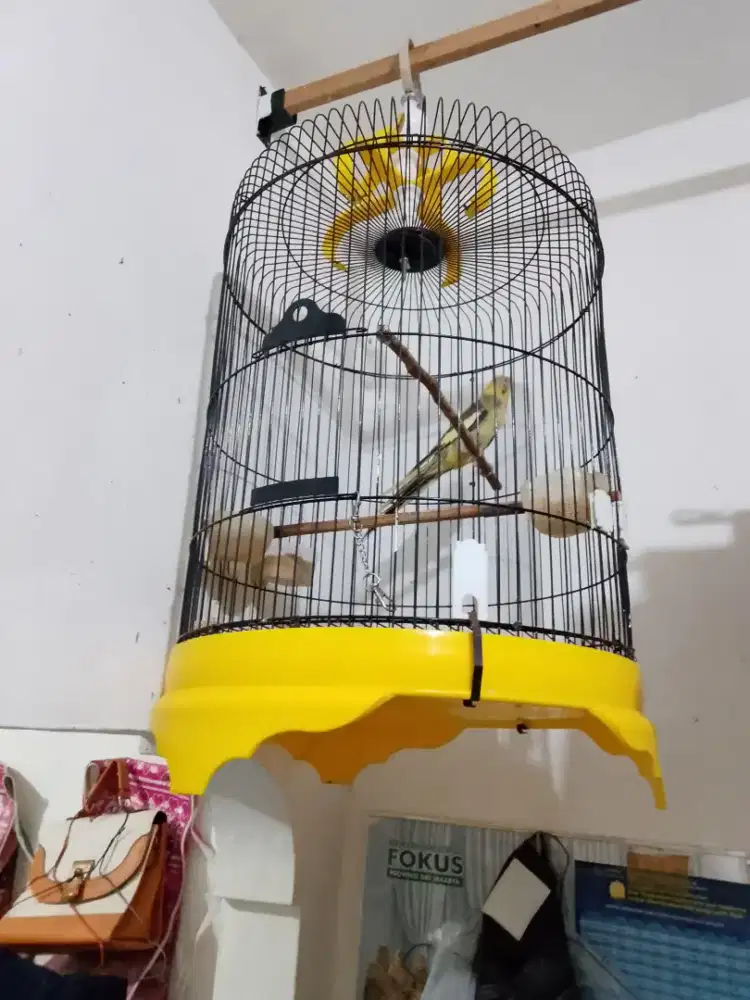 Burung parkit australi falk australi fullset