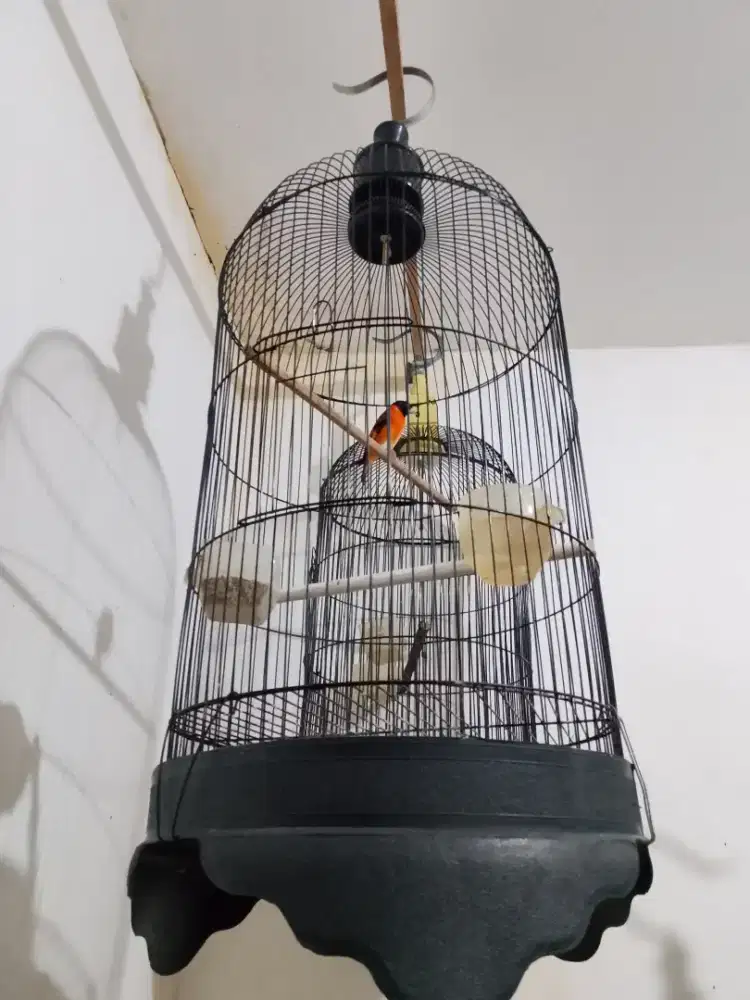 Burung double redsiskin bunyi rajin aktif fullset