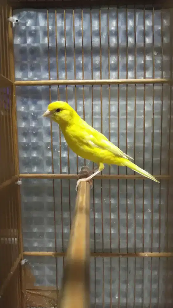Burung kenari betina siapan trah sf