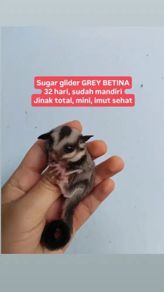 Sg grey betina sugar glider jantan