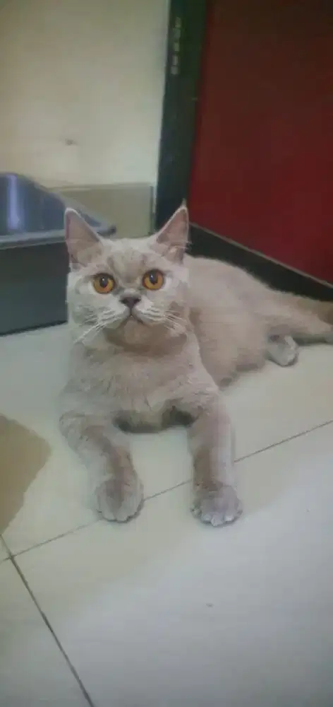 Kitten BSH Betina Warna Lilac