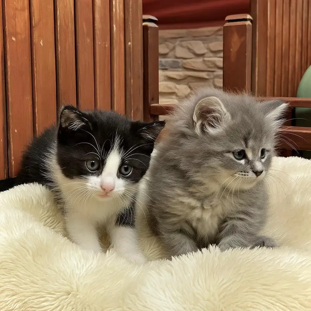 KITTEN PERSIAN LONGHAIR JANTAN BULU KAPAS DAN SHORTHAIR BETINA