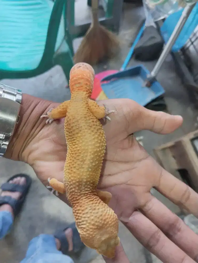 Gecko mulus dan jinak