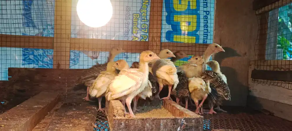 Ready Anakan Kalkun Sepasang