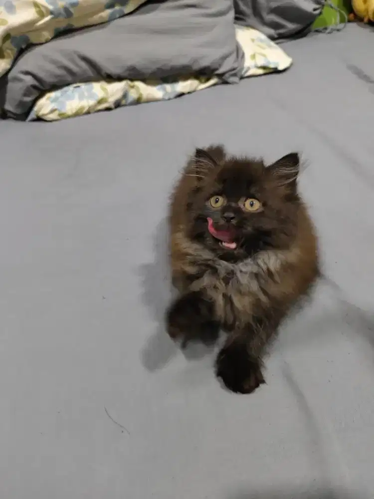 Kucing ras persia pure black smoke kitten jantan