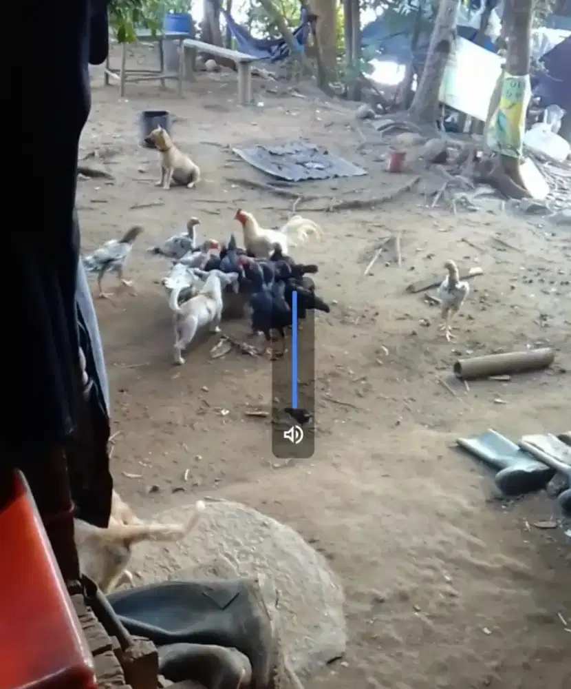 Ayam Bangkok Mangon Jenis dll