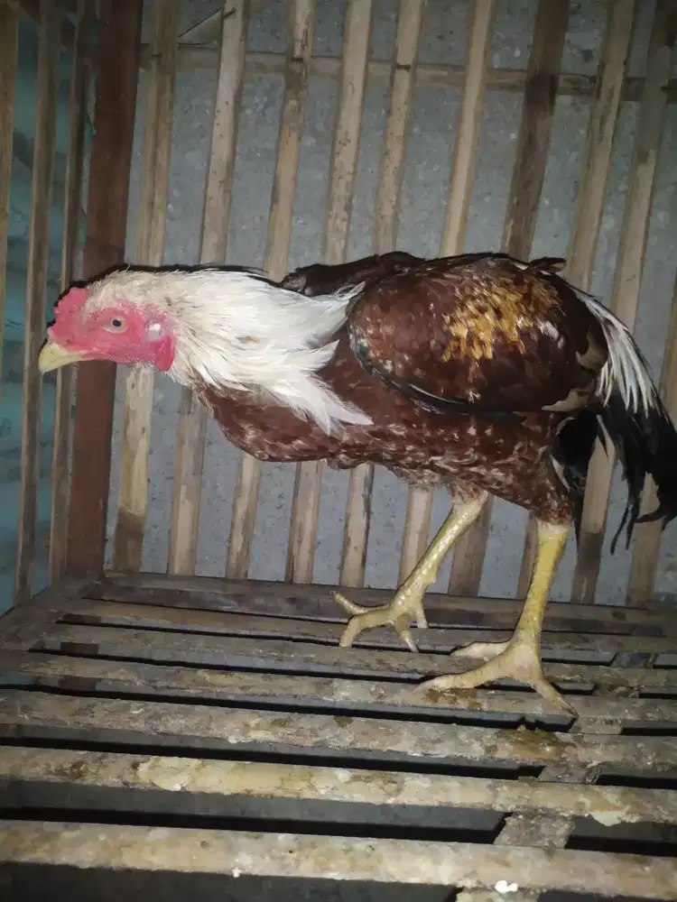 Ayam Bangkok BULBI
