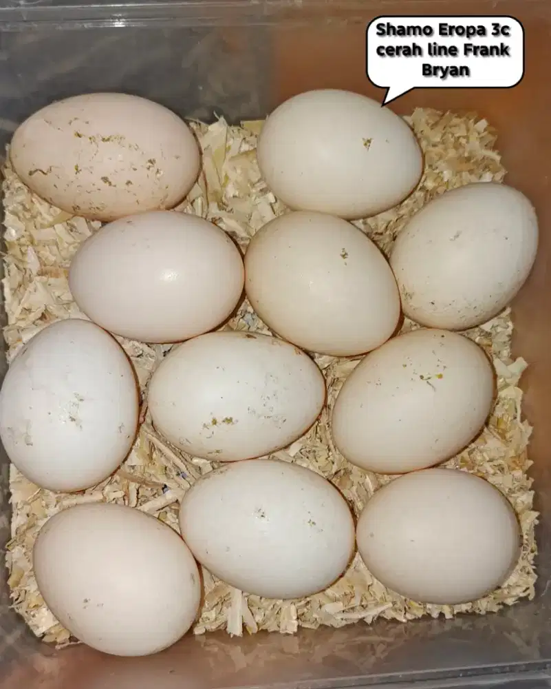 Telur fertil fresh shamo Eropa 3c cerah