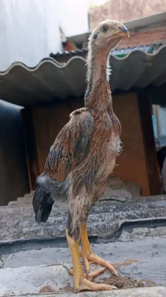 Anakan ayam shamo Eropa blue Wheaten
