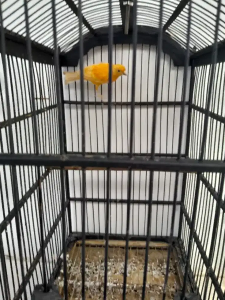 Burung kenari aja