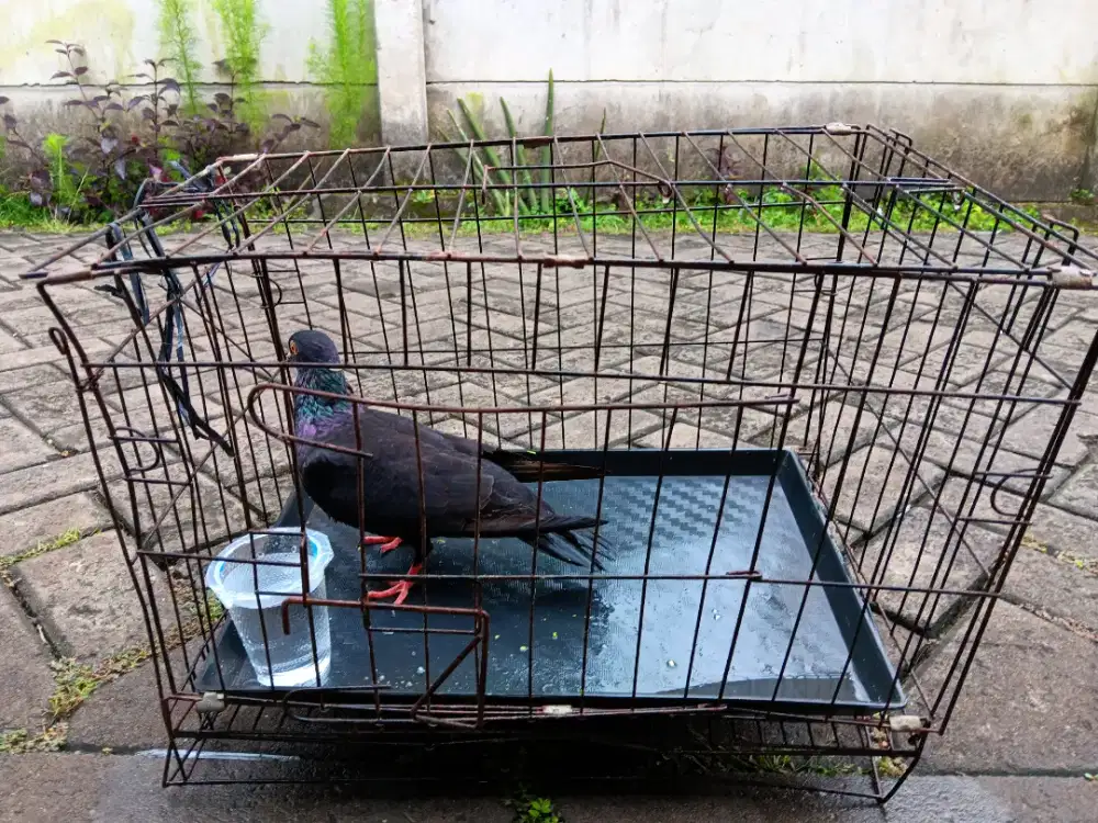 jual burung dara pria