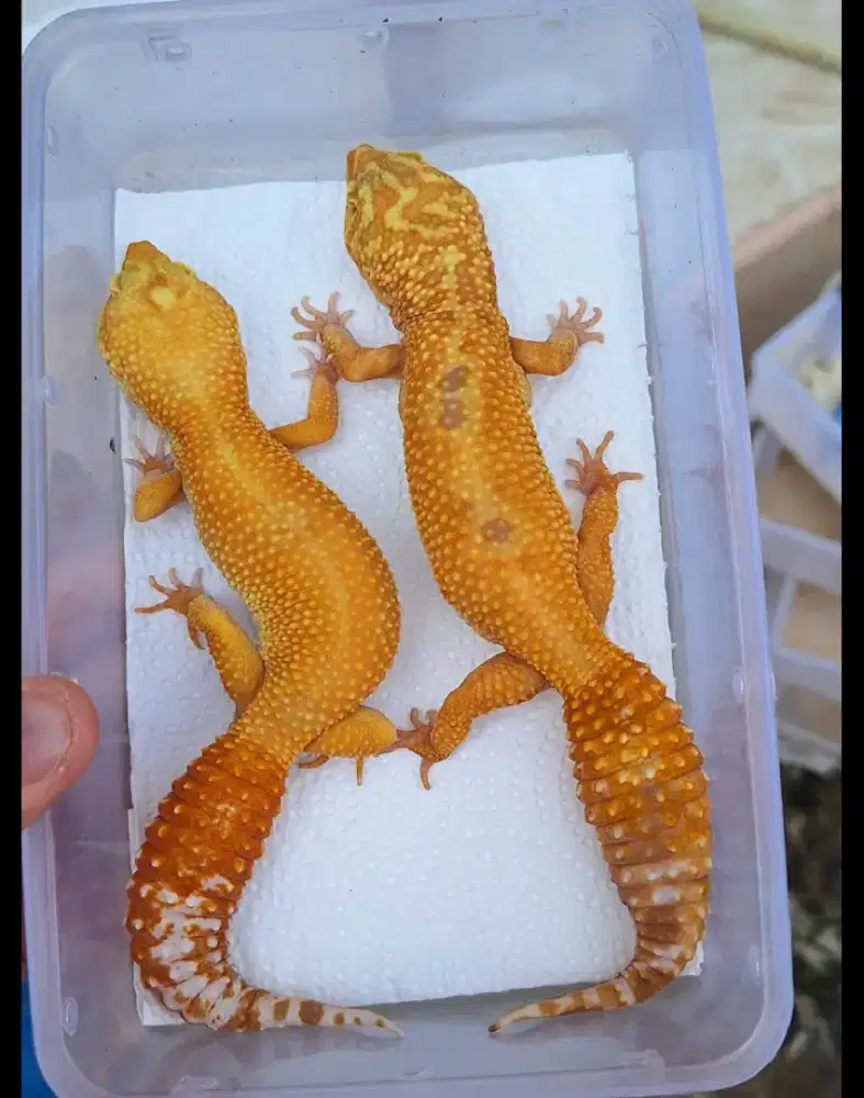 JUAL PAIR BONUS ANAKAN