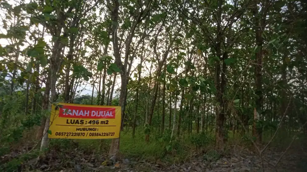 Tanah Tegalan Kebon Jati Murah Kalijambe