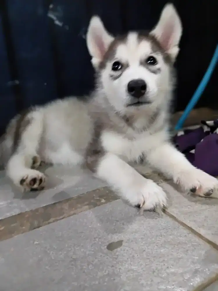 Siberian husky jantan 2 bulan