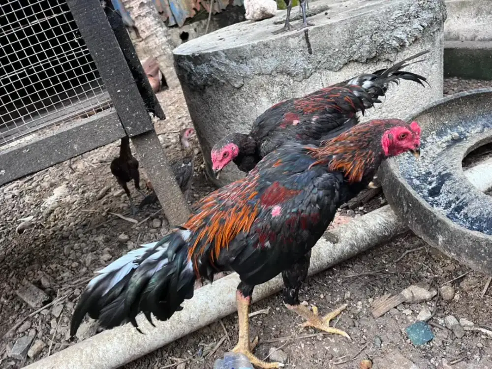 Ayam jantan 2 ekor umur 6 bulan