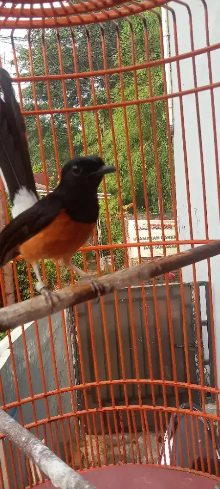 Burung murai batu