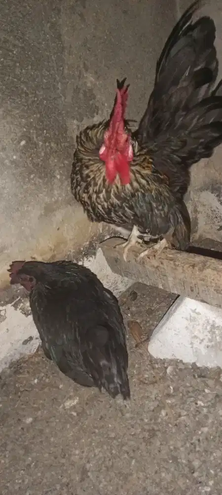 2 pasang tema dewasa