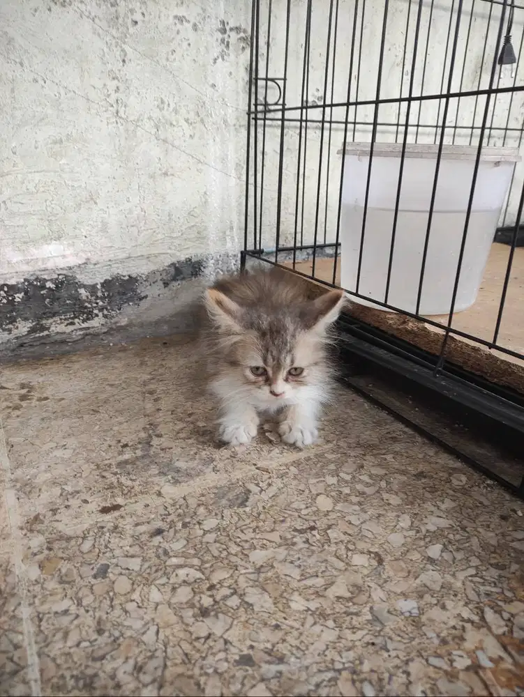 Adopsi kucing murah