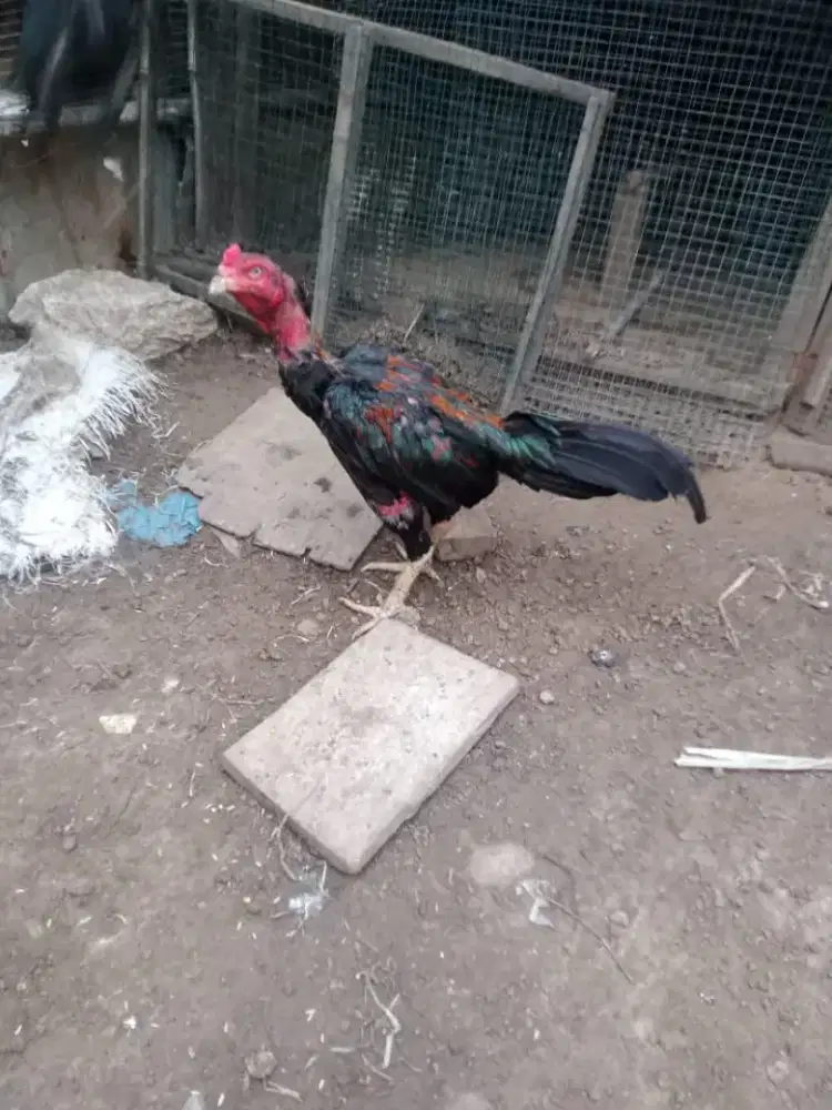 Ayam Siam bulbi