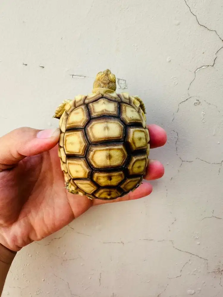 Sulcata Thinline Istimewa