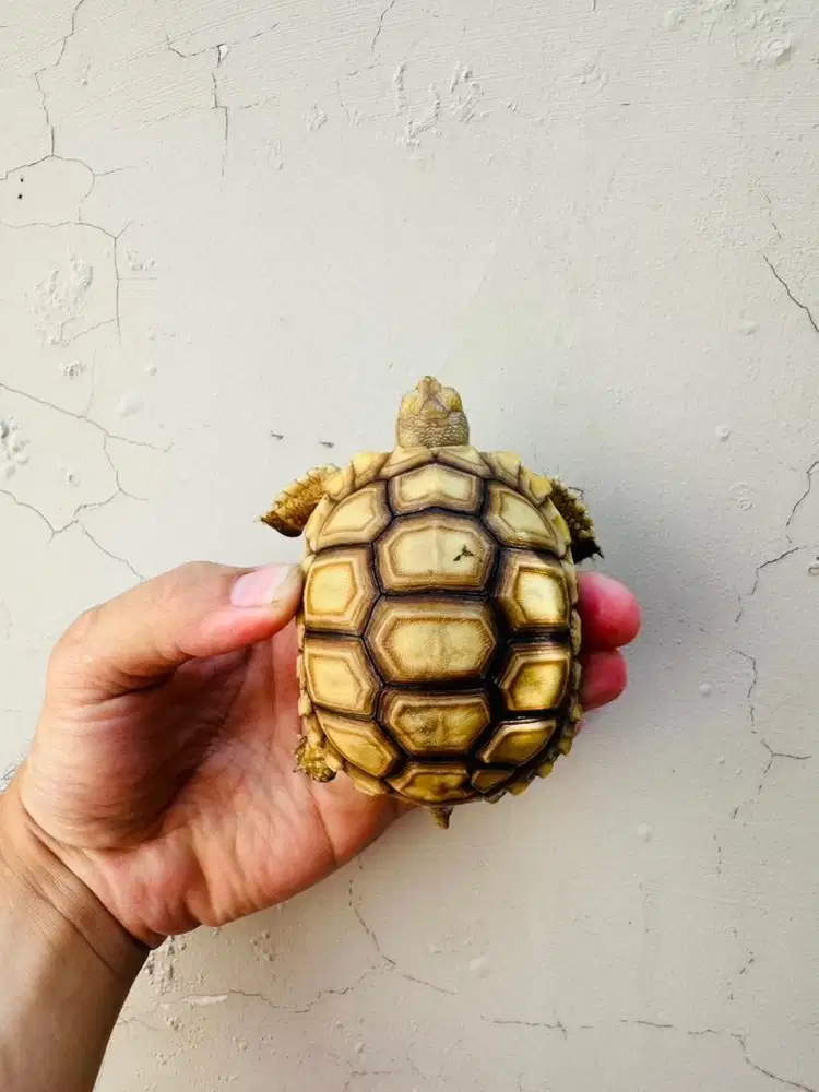 Sulcata Thinline Overscute