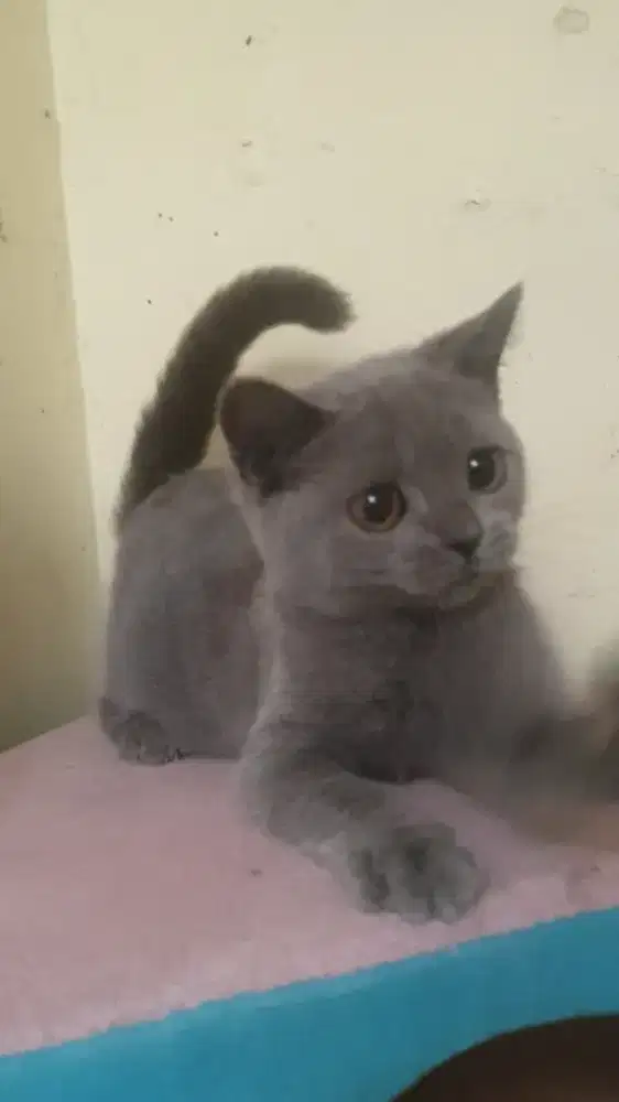 BRITISH SHORTHAIR BETINA