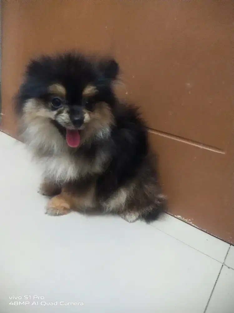 Jual Anjing Minipom Blackteen (Jantan)