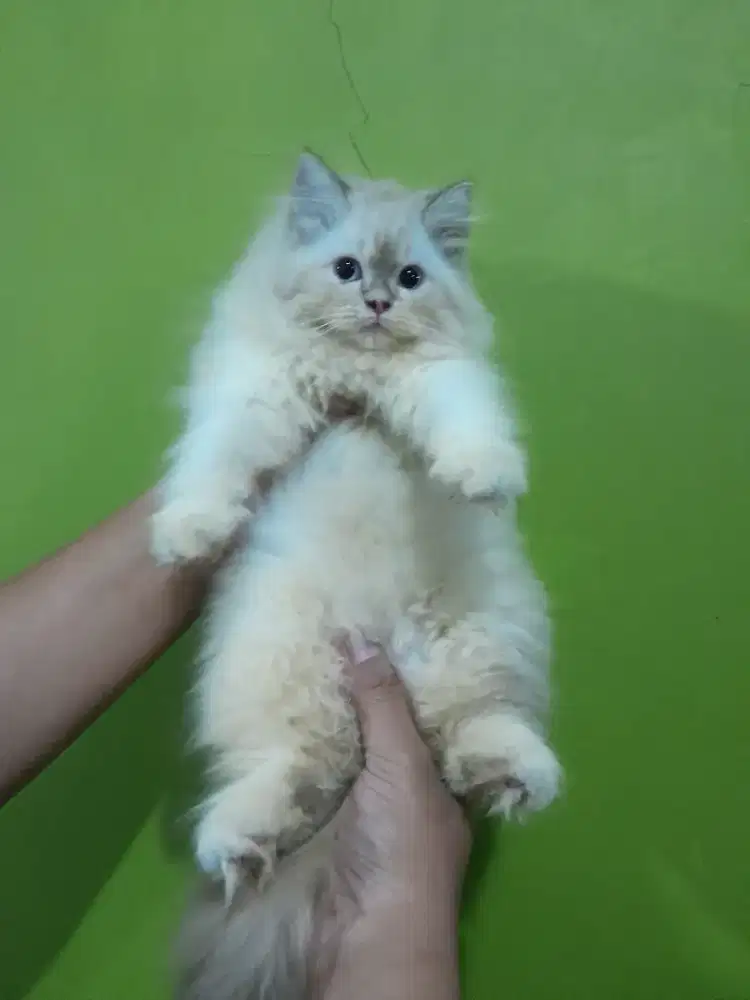 kitten himalaya #kucinghimalaya #kucinglucu