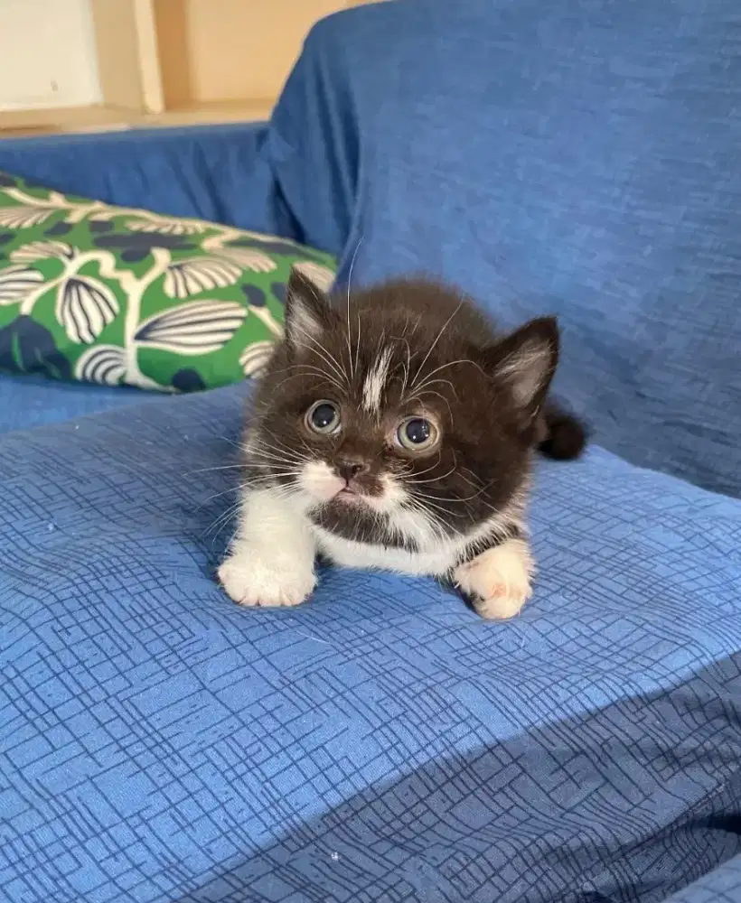 Kitten Munchin non standard jantan
