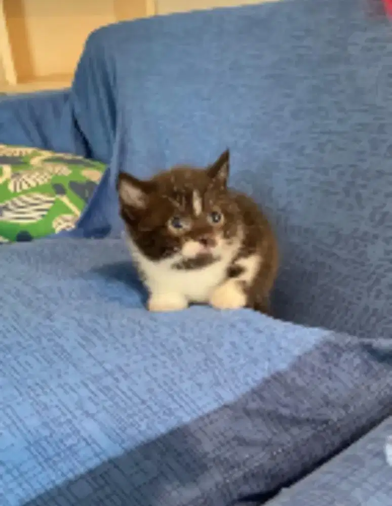 Kitten Munchin non standard jantan