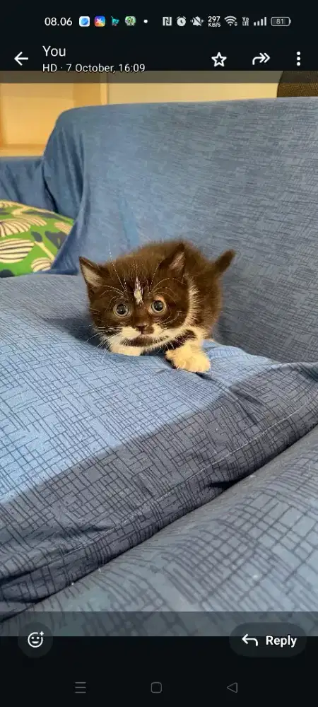 Kitten Munchin non standard jantan