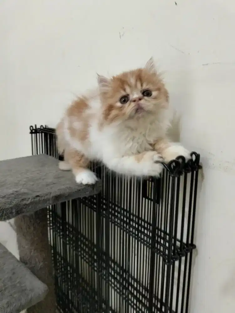 Kucing persia peaknose