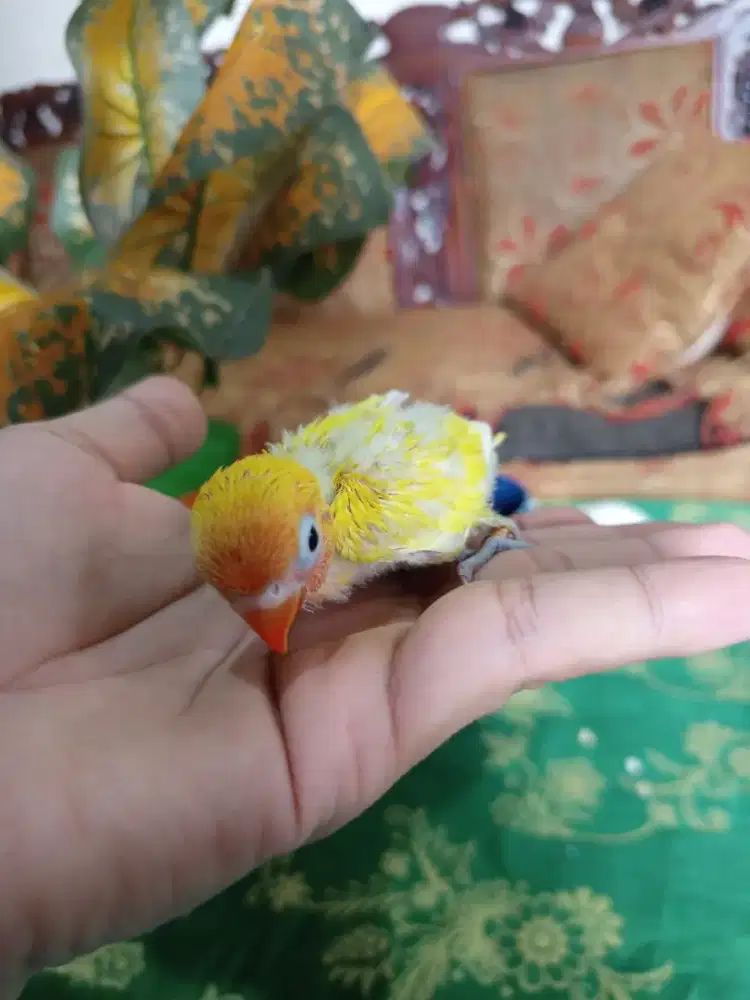 Lolohan LB paskun