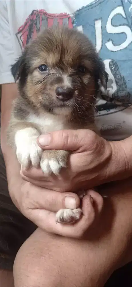 Anak anjing lucu