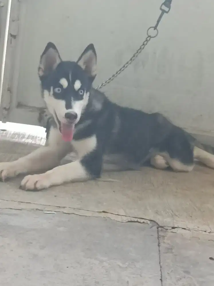 Jual Anakan Siberian Husky