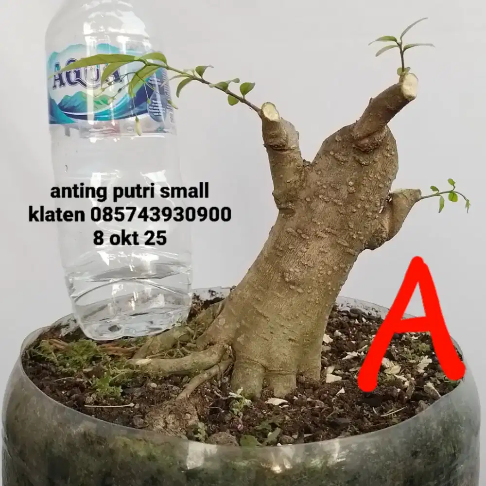Bahan bonsai anting putri A