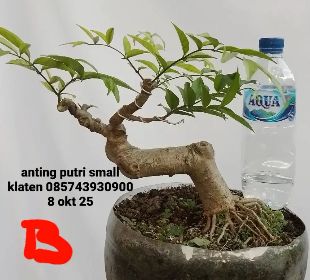 Bahan bonsai anting putri B